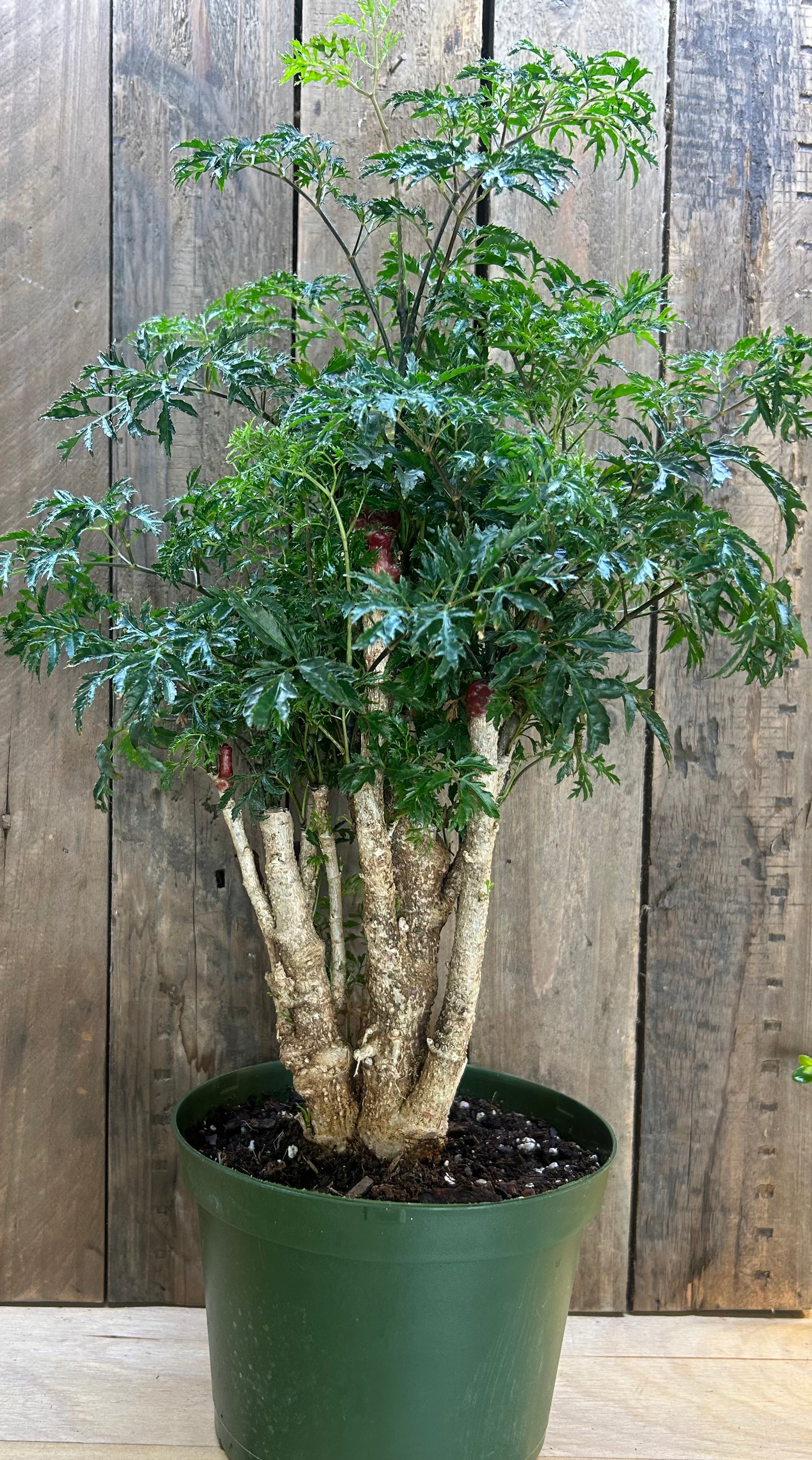 Ming Aralia