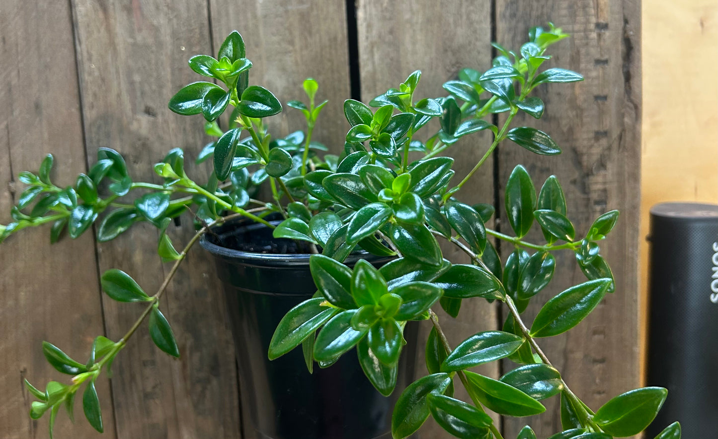Gold Fish Plant /4.5"