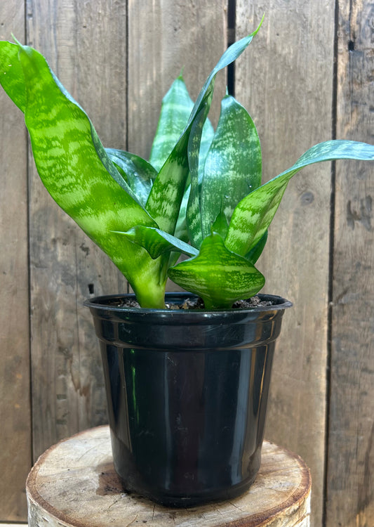 Snake Plant / 4.5"