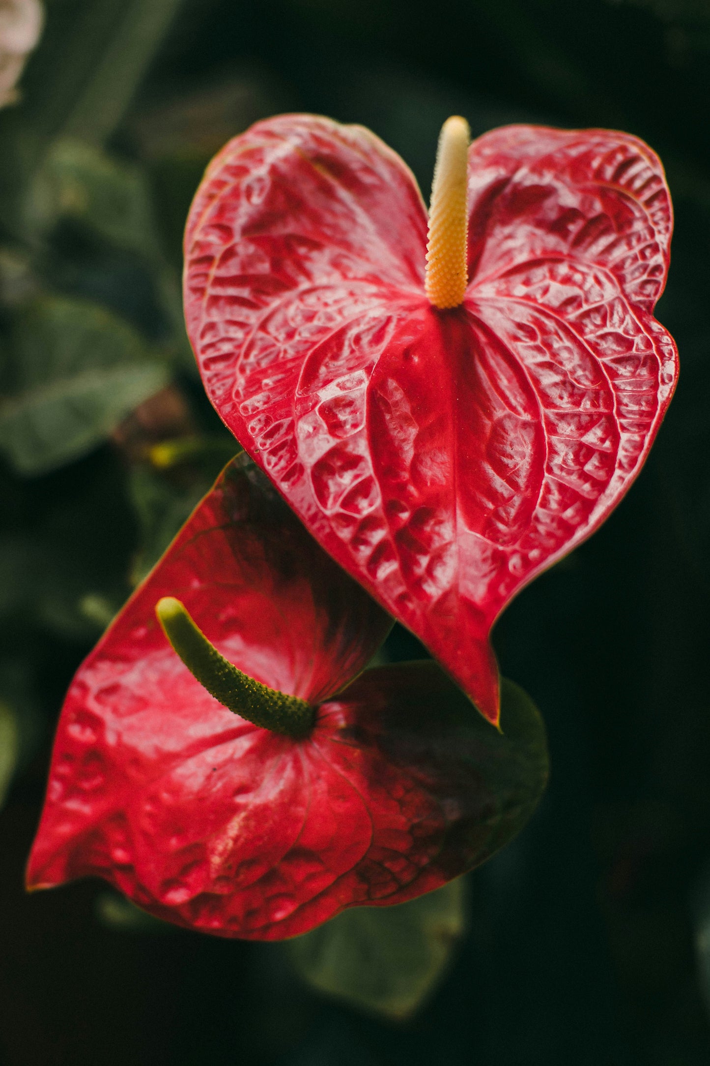 Anthurium / Large